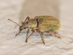 Polydrusus impar