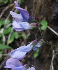 Vicia andicola