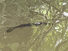 Centropomus undecimalis