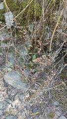 Argyrochosma nivea image