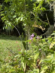 Heraclides cresphontes