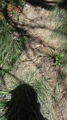 Odocoileus virginianus carminis