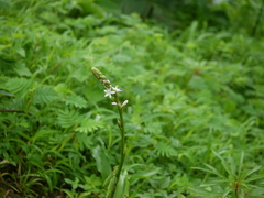 Chlorophytum glaucum