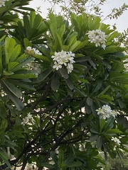 Plumeria