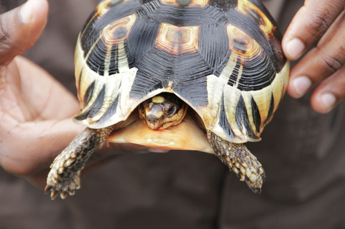 Angulate Tortoise, photo 7 of 8