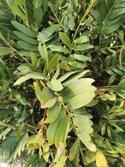 Zamia furfuracea