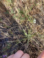 Malacothrix californica