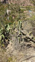 Trichocereus bridgesii