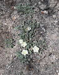 Calystegia collina venusta