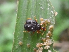 Agomadaranus pardaloides