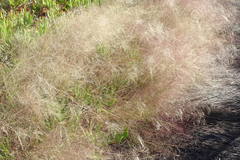 Pentameris holciformis