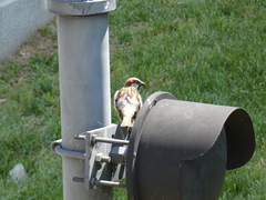 Passer domesticus