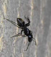 Camponotus japonicus