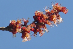 Acer rubrum
