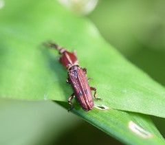 Trachelizus bisulcatus