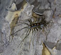 Thereuopoda clunifera