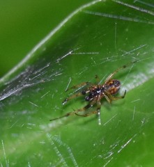 Araneus ejusmodi