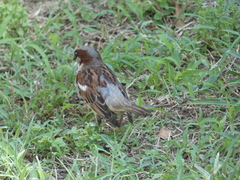 Passer domesticus