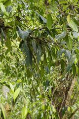 Anthurium wendlingeri