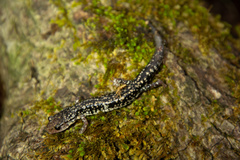 Plethodon caddoensis