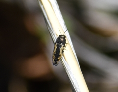Acmaeodera neglecta neoneglecta