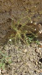 Spergularia pazensis