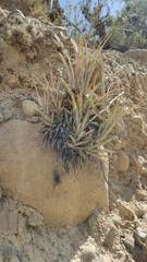 Tillandsia sphaerocephala