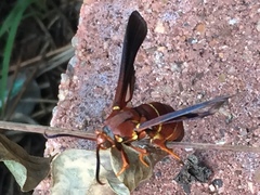 Vitacea polistiformis