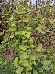 Reynoutria japonica