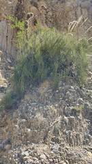 Ephedra americana