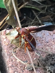 Vitacea polistiformis