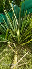 Hesperoyucca