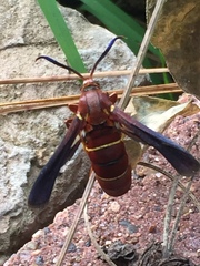 Vitacea polistiformis