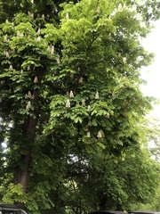 Aesculus