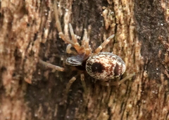 Dictyna uncinata