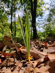 Curculigo orchioides