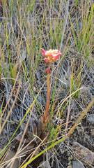 Echeveria buchtienii