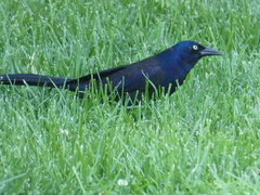 Quiscalus quiscula