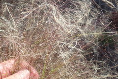 Pentameris holciformis