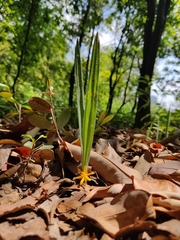 Curculigo orchioides