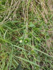Cerastium fontanum