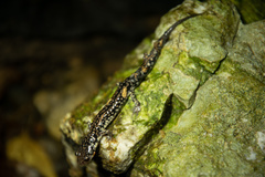 Plethodon caddoensis