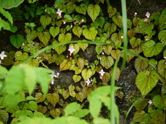 Begonia crenata