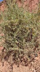 Atriplex rusbyi