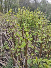 Reynoutria japonica