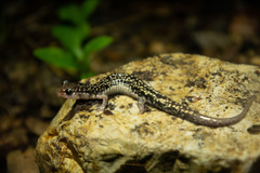 Plethodon caddoensis