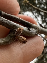 Callirhytis rugulosa
