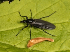 Bibio leucopterus