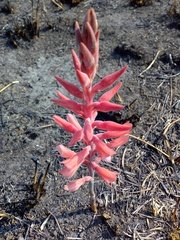 Sacoila lanceolata