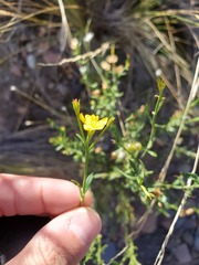 Menodora decemfida
